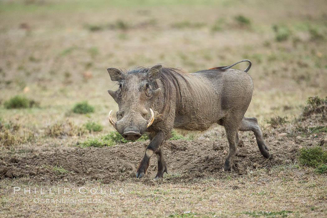 Olare Orok Conservancy