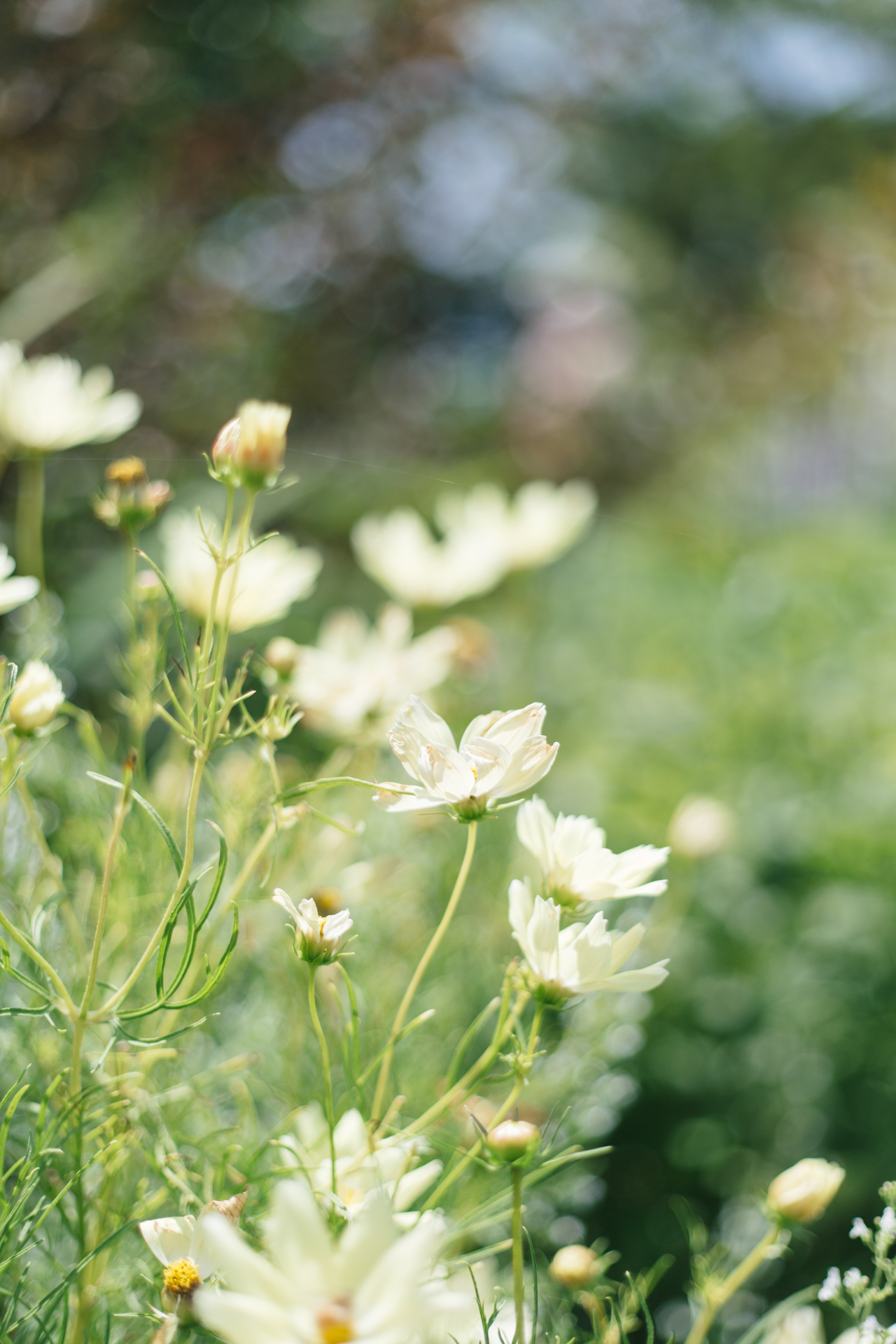 Olbrich Botanical Gardens