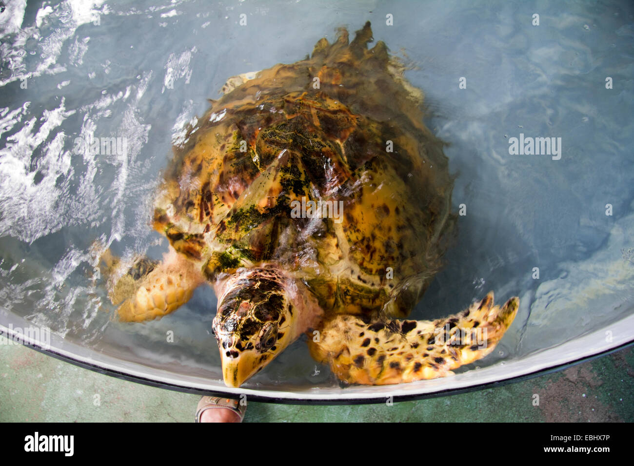 Old Hegg Turtle Sanctuary