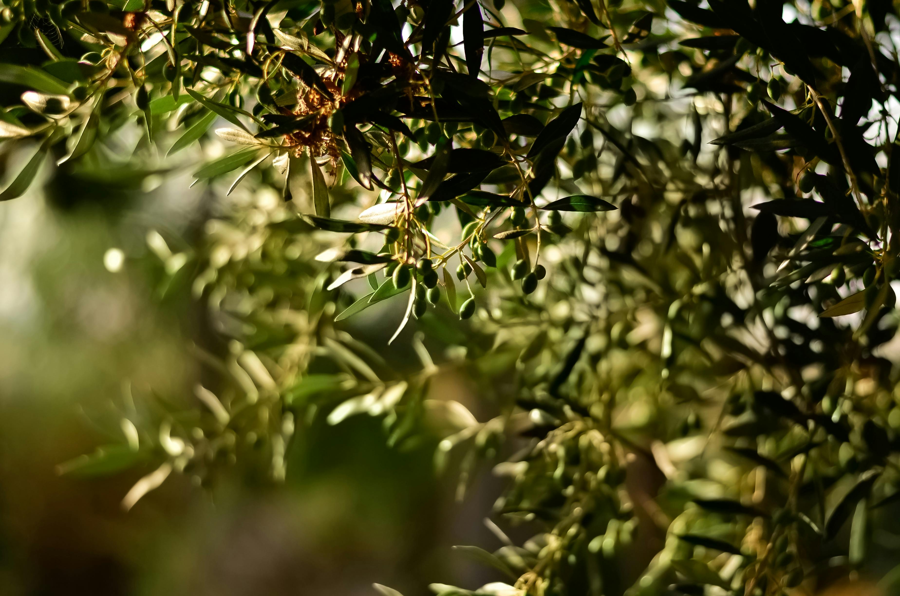 Olive Tree of Mirovica