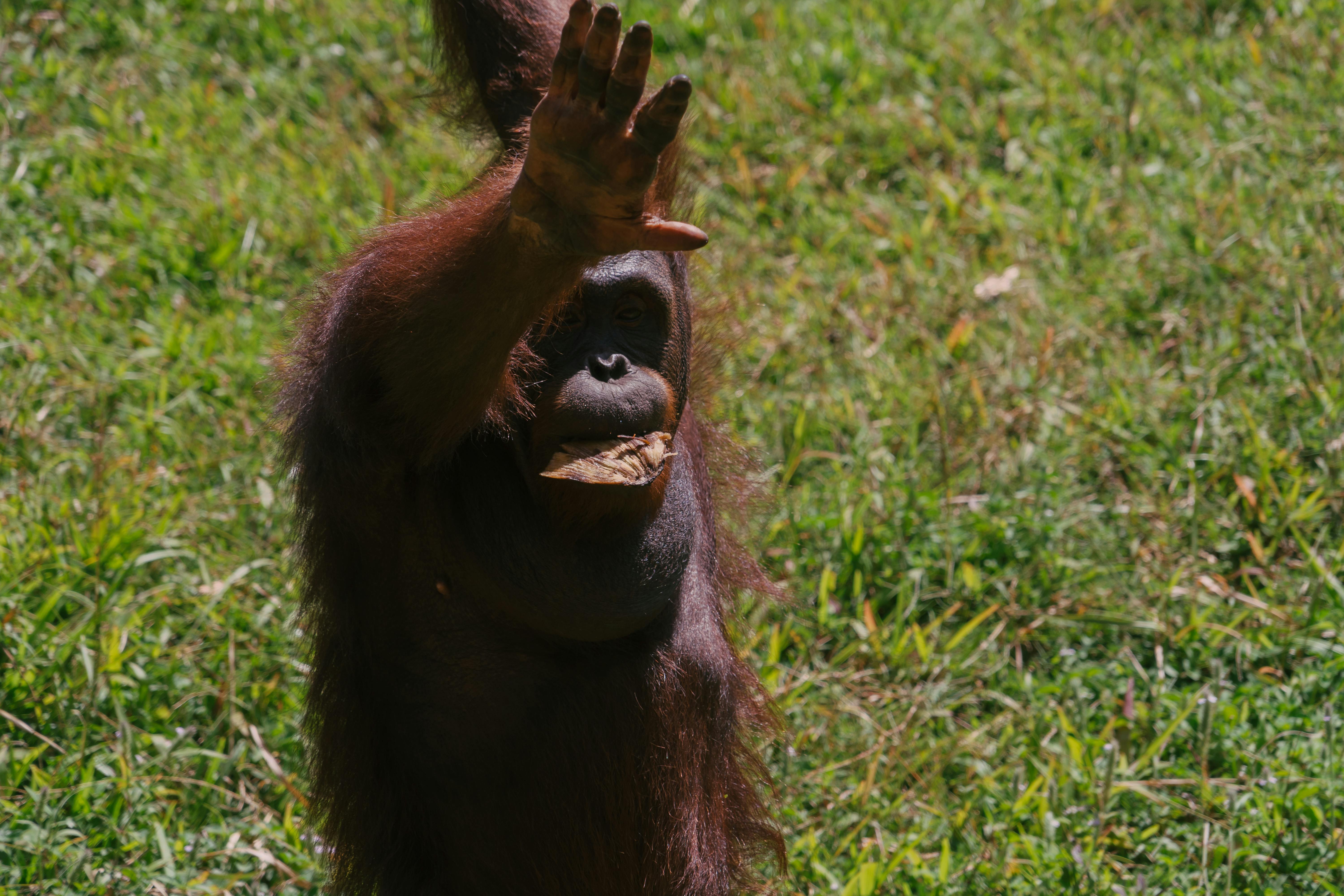 Orangutan Rehabilitation Centre