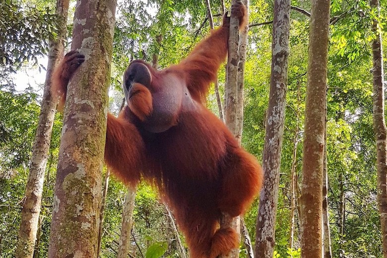 Orangutan Viewing