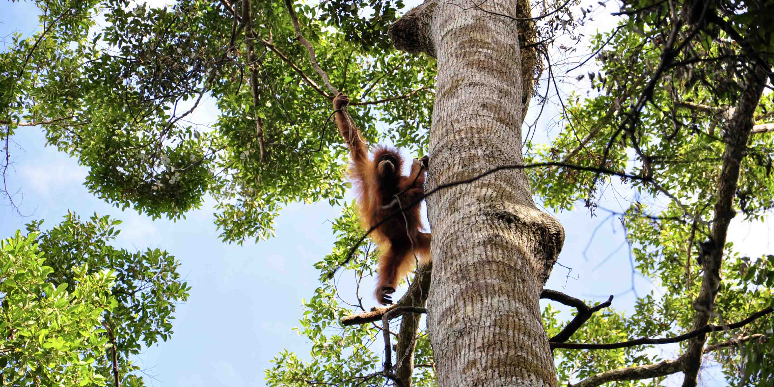 Orangutan Viewing Platform