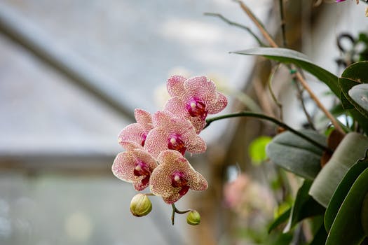 Orchid World & Tropical Flower Garden