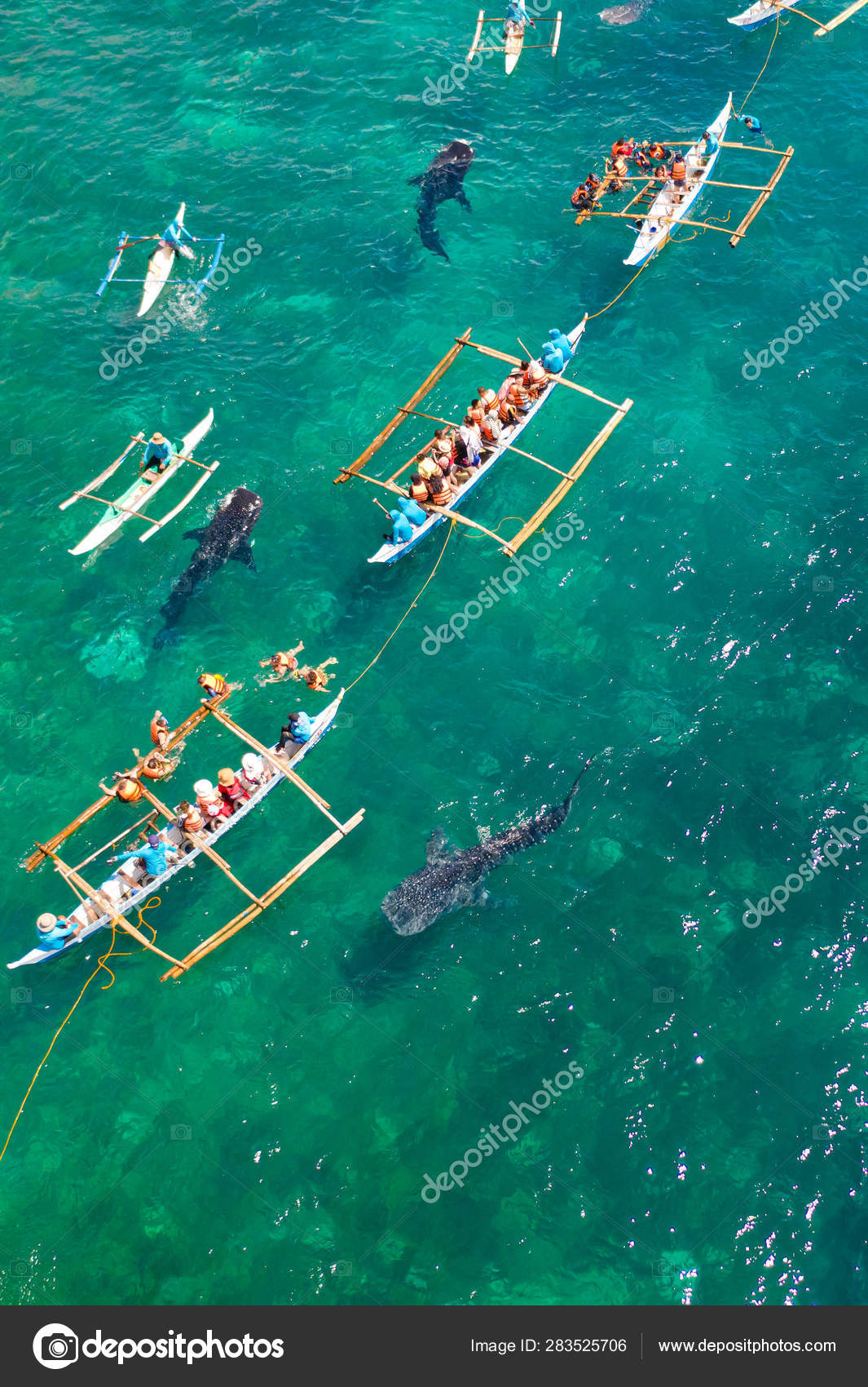 Oslob Whale Shark Watching