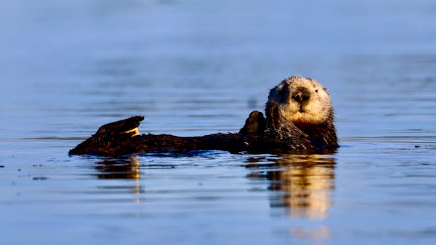 Otter Mound Preserve