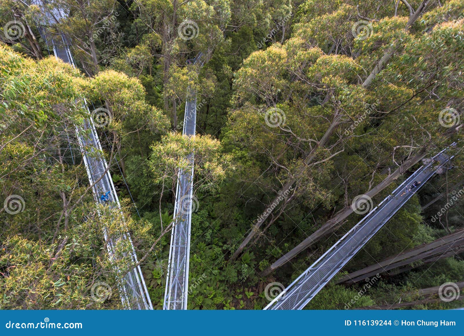 Otway Fly Treetop Adventures