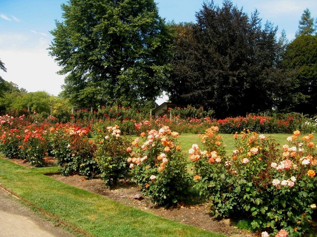 Owen Rose Garden