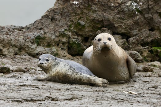 Pacific Marine Mammal Center