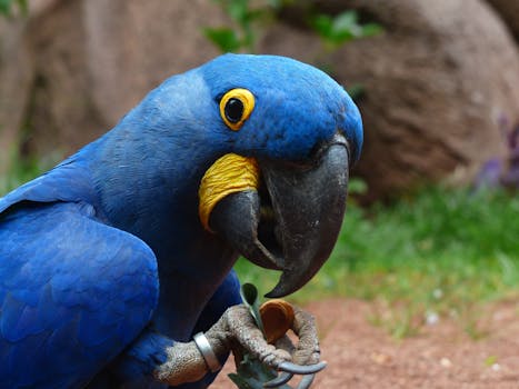 Pantanal National Park