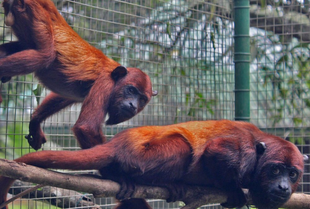 Paramaribo Zoo