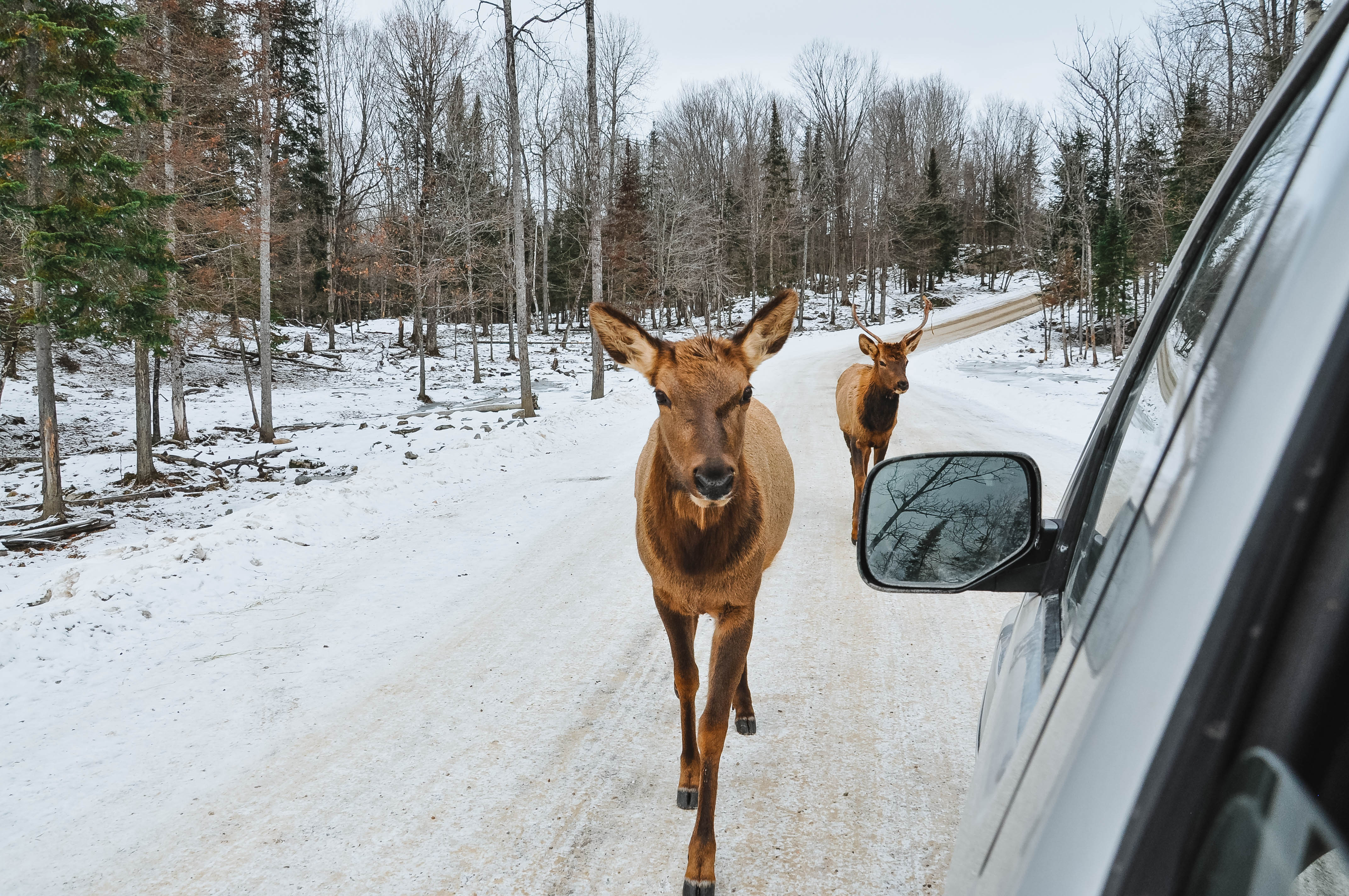 Parc Omega