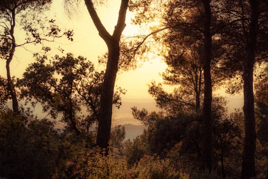 Parc de la Font del Bosc