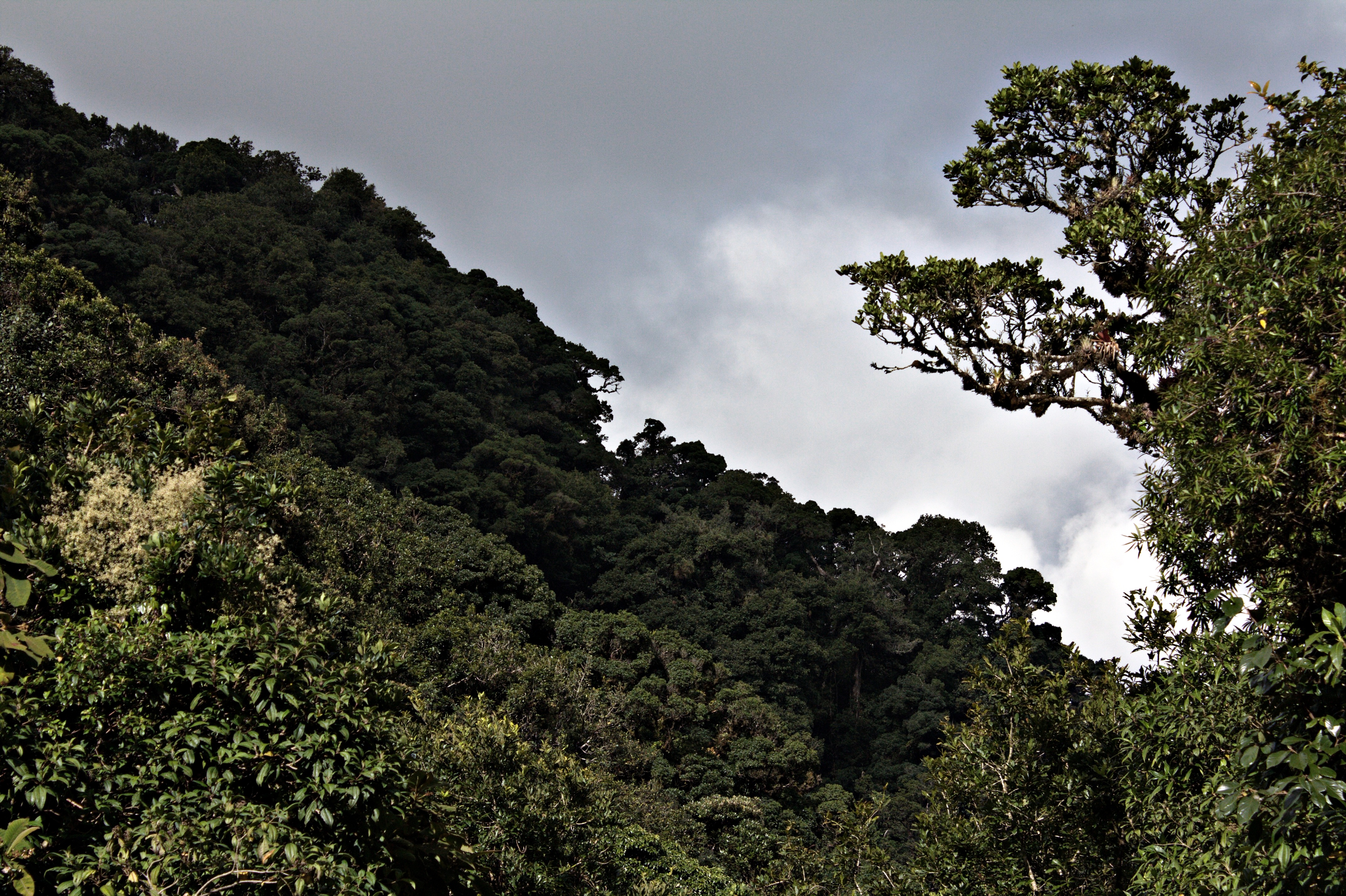 Parque Nacional La Tigra