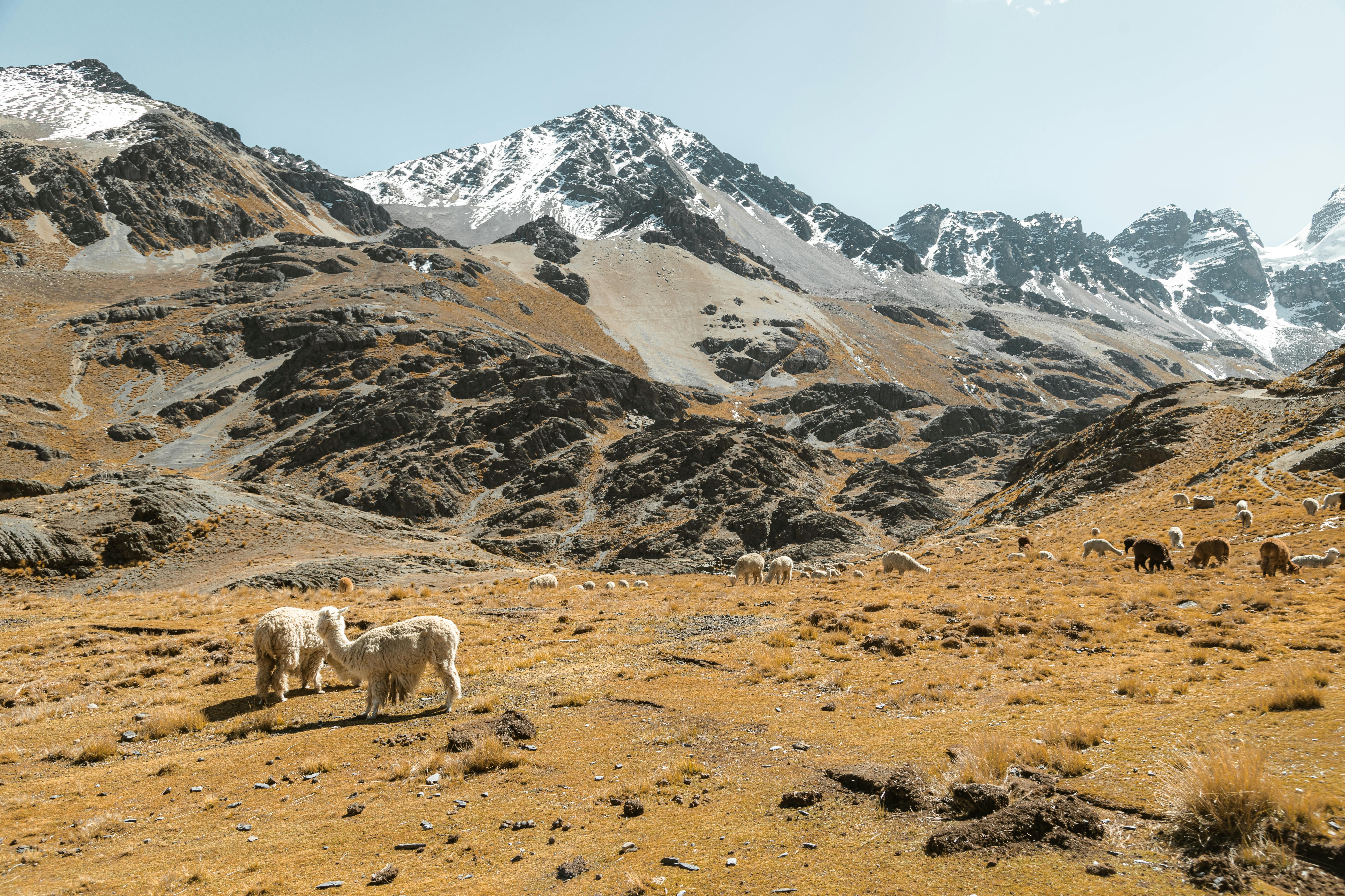 Parque Nacional Sajama