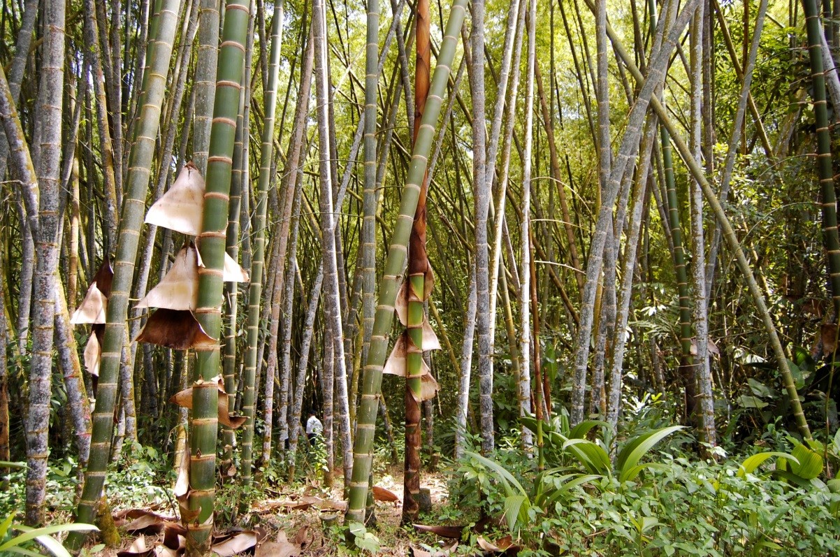 Parque de la Guadua y el Bambú