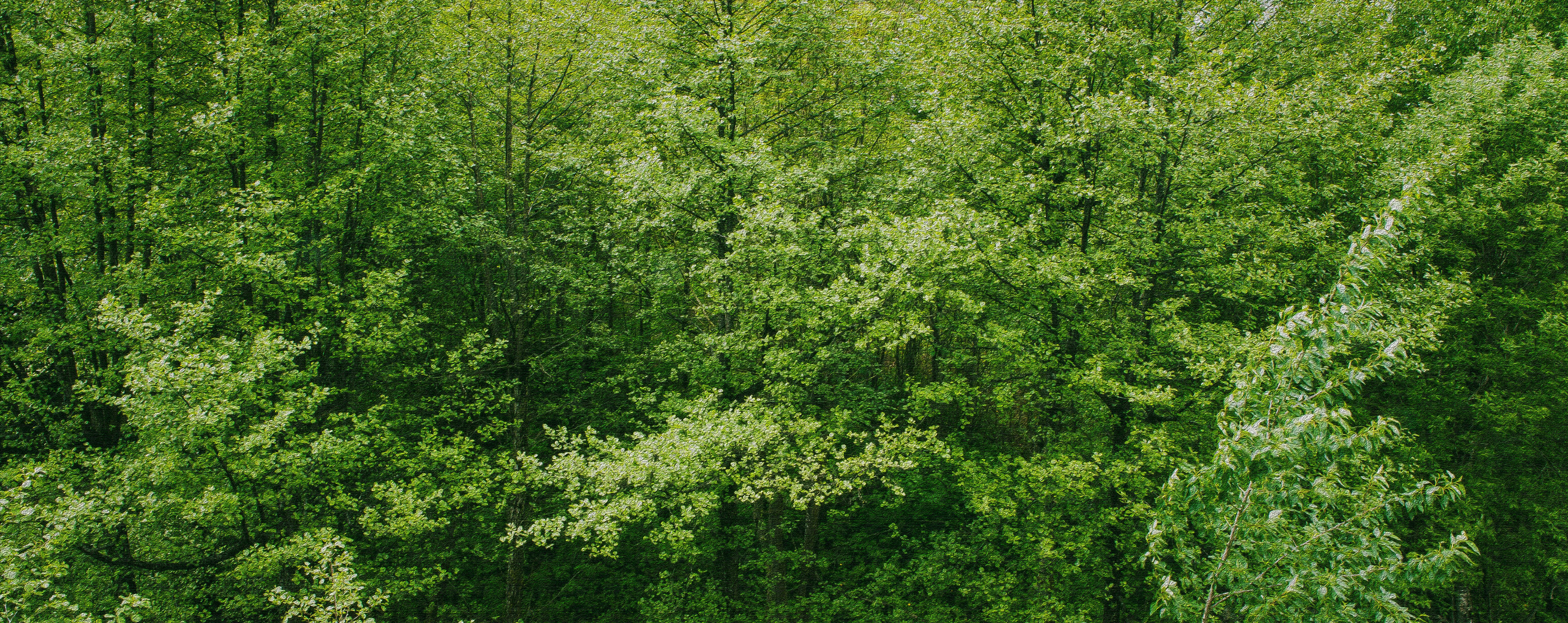 Pasvik Nature Reserve