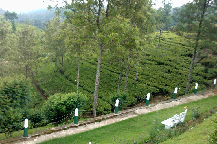 Pedro Tea Estate