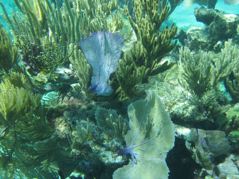 Pelican Cays Land and Sea Park