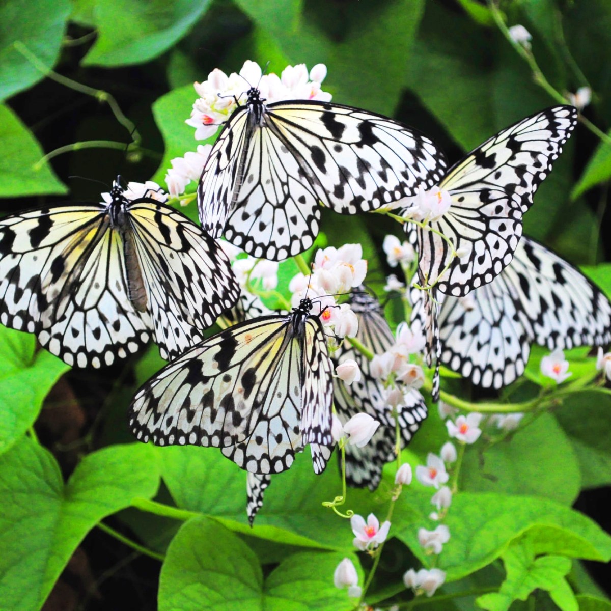 Penang Butterfly Farm