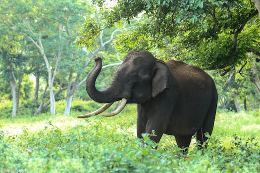 Peppara Wildlife Sanctuary