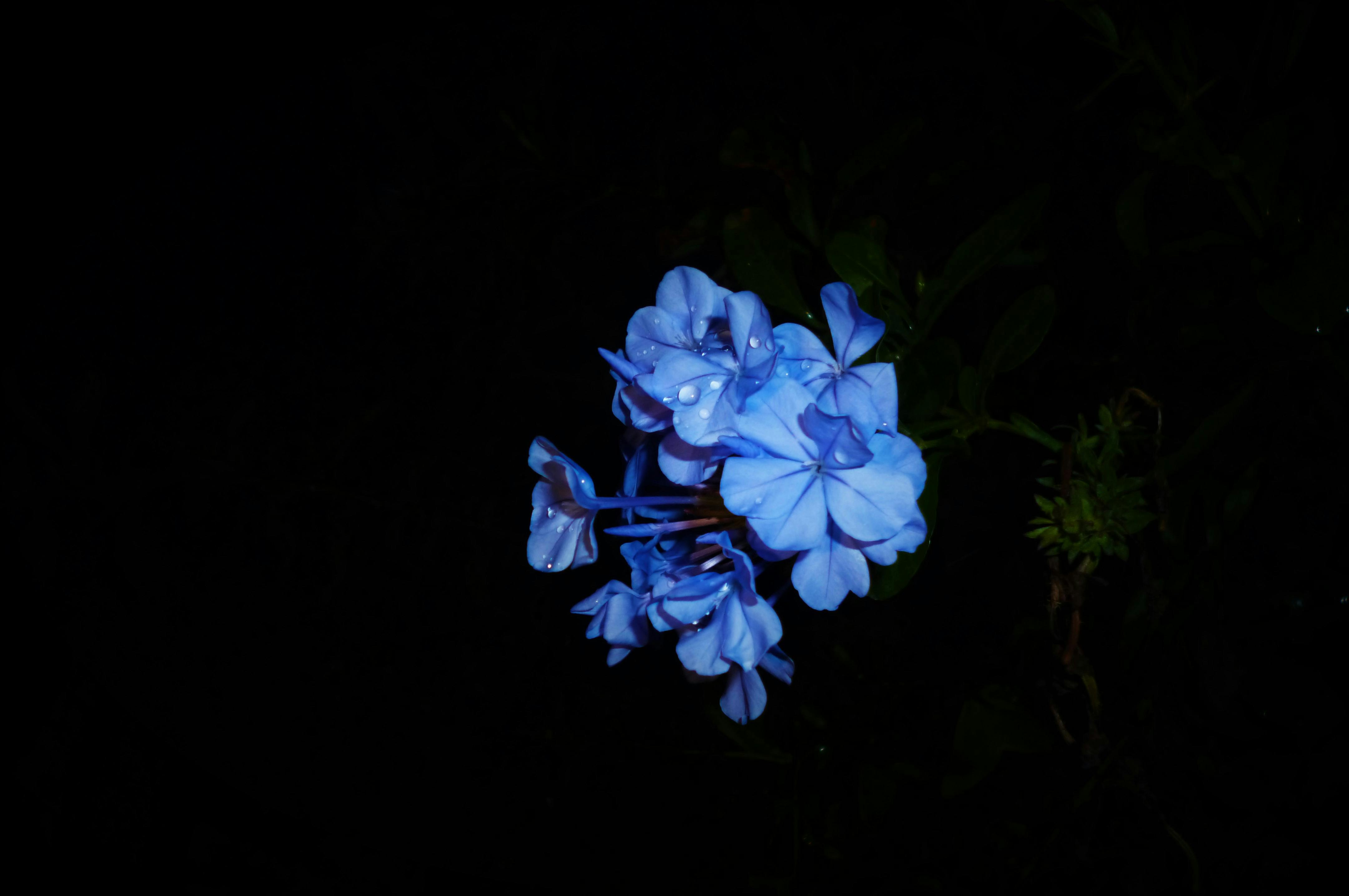 Peradeniya Botanical Gardens