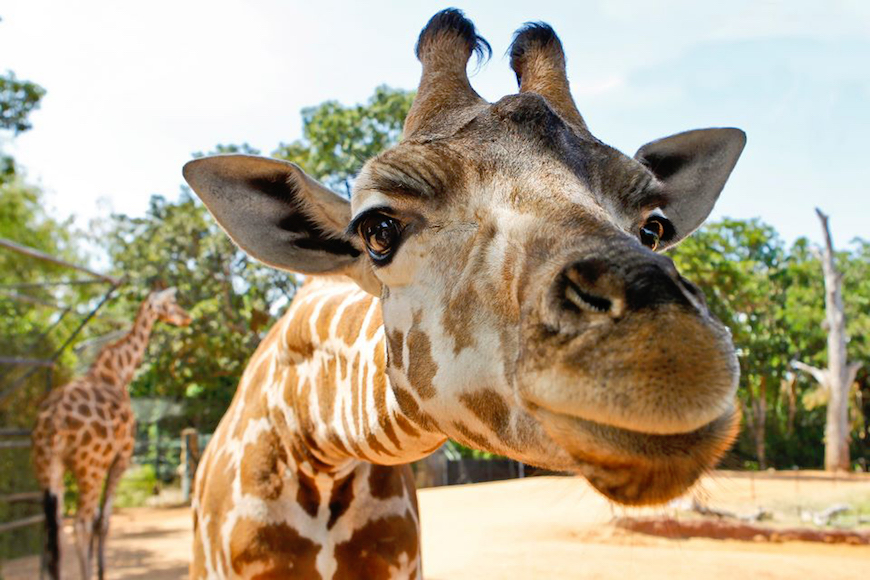 Perth Zoo