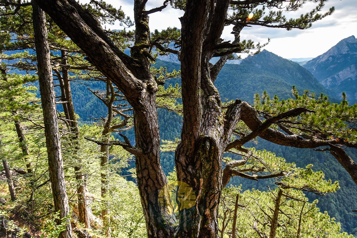 Perucica Primeval Forest