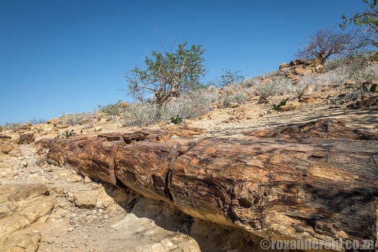 Petrified Forest