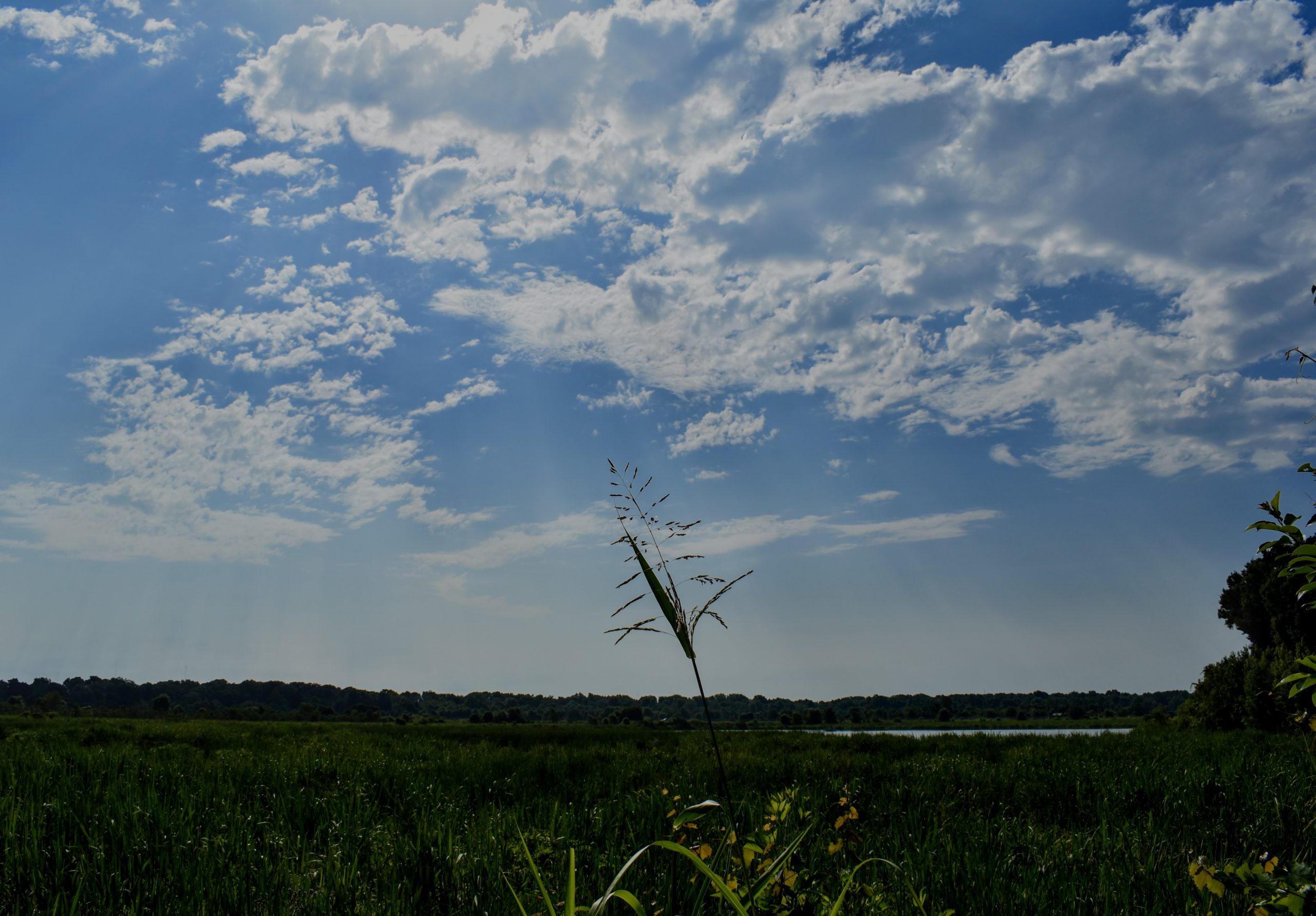 Phinizy Swamp Nature Park