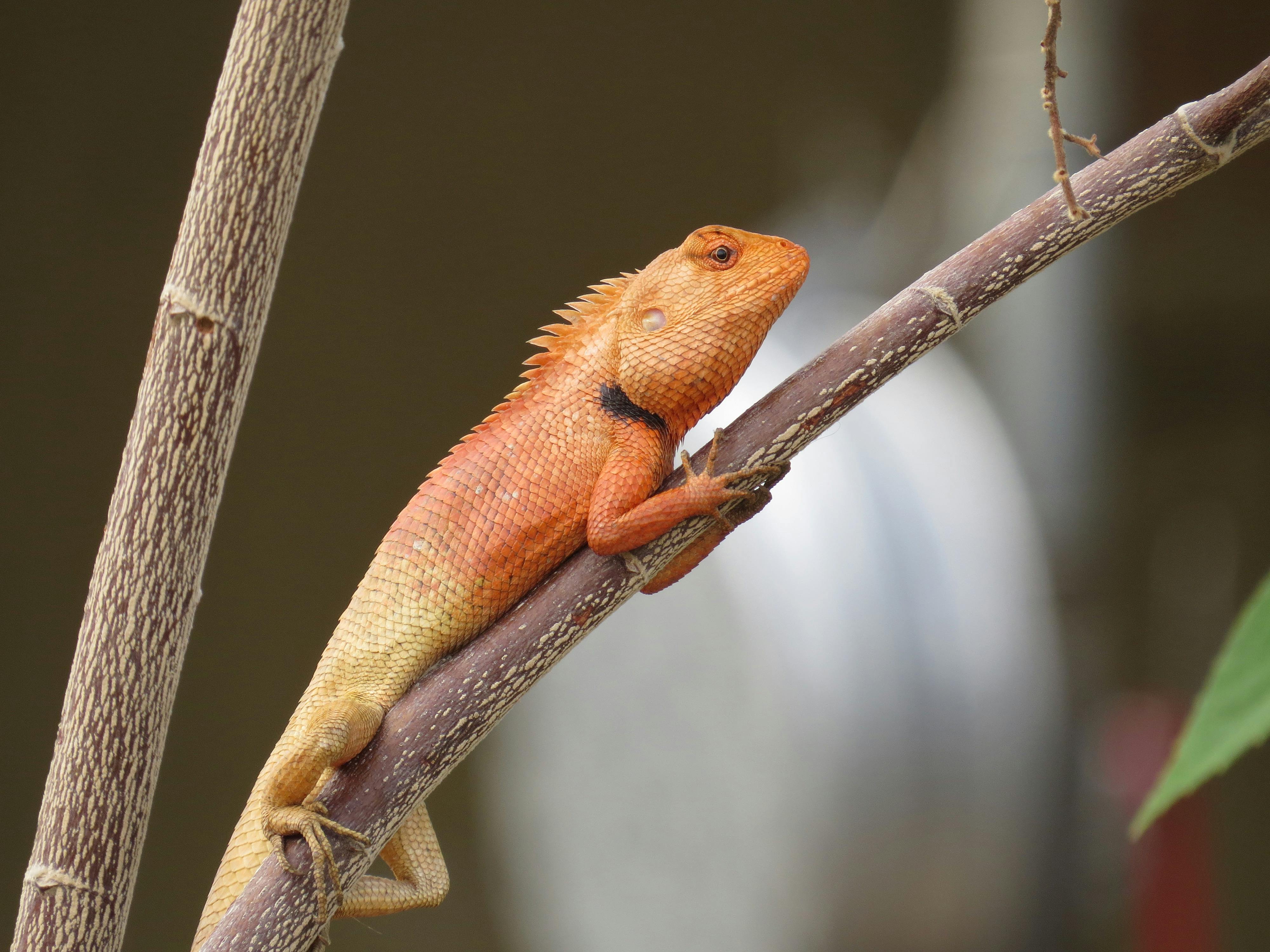 Phnom Tamao Wildlife Rescue Center