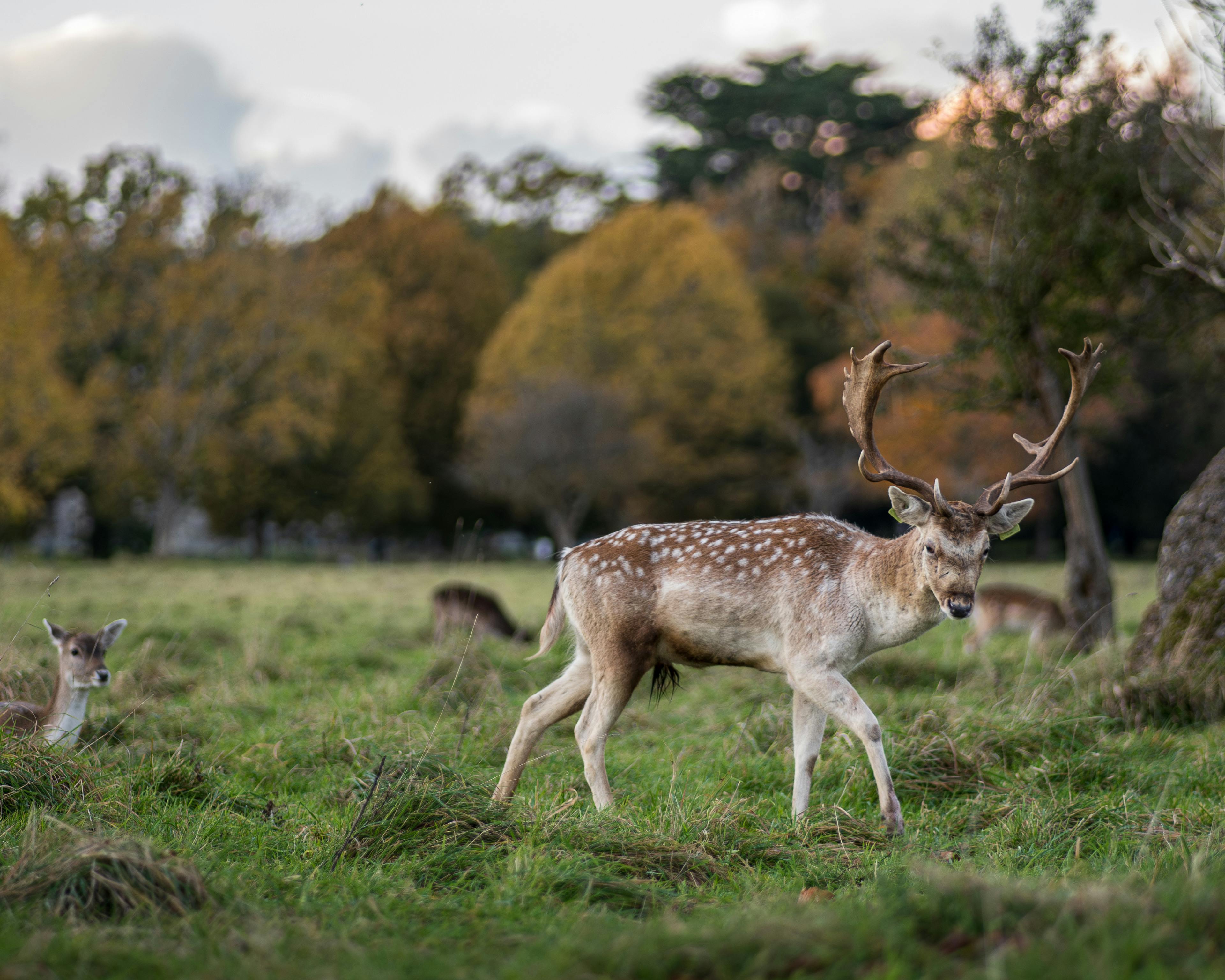 Phoenix Park