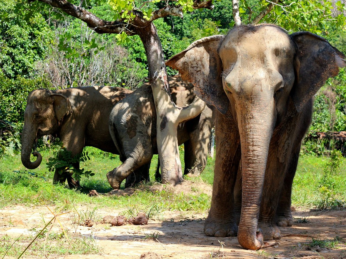 Phuket Elephant Sanctuary