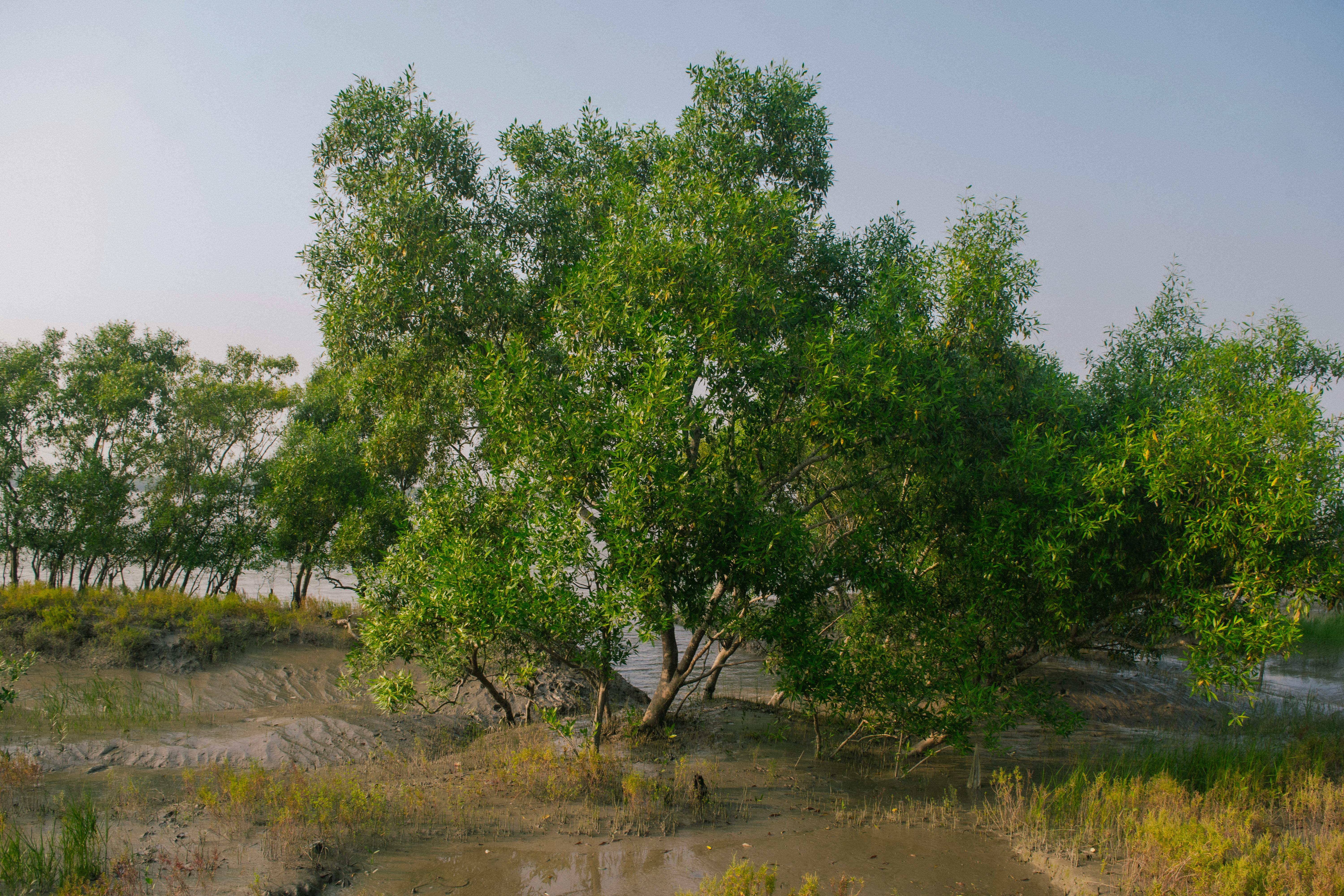 Pichavaram Mangrove Forest