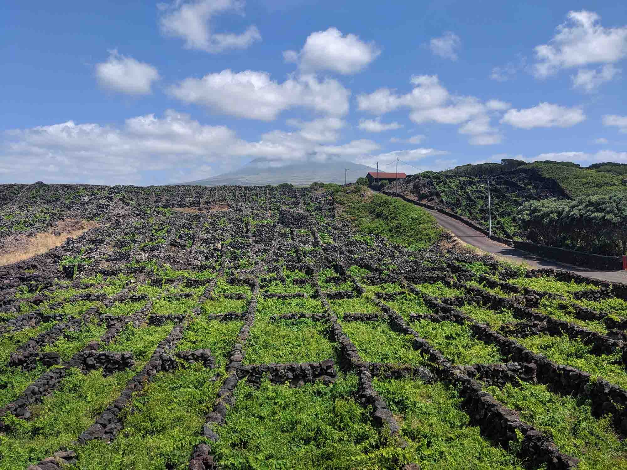 Pico Wine Museum