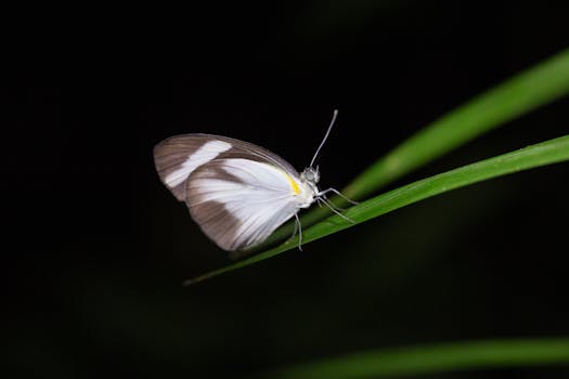 Pilpintuwasi Butterfly Farm