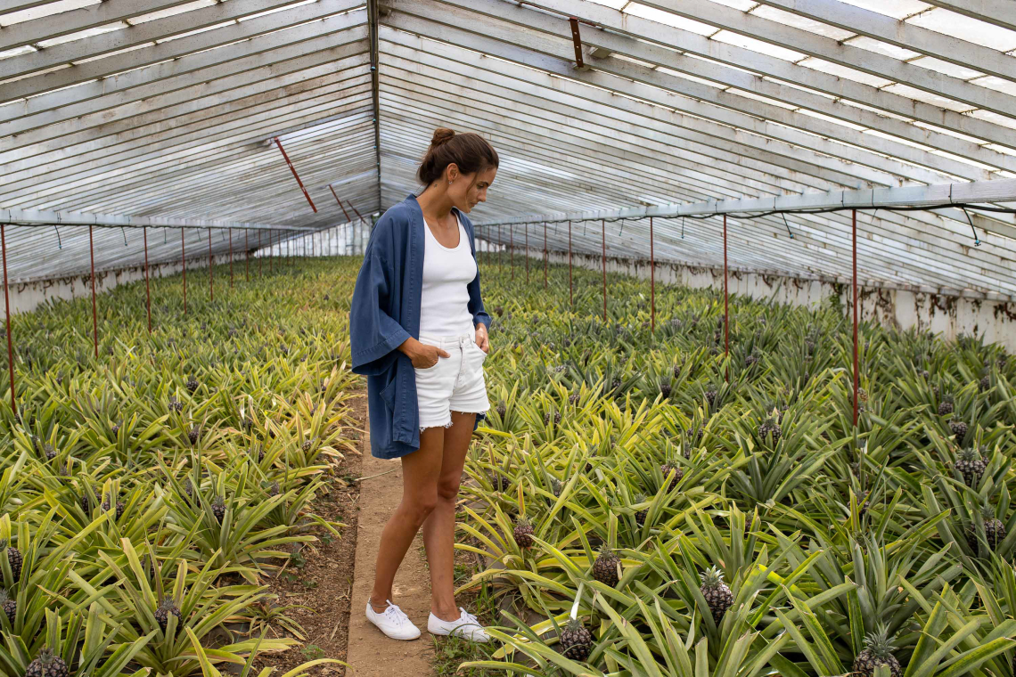 Pineapple Greenhouses