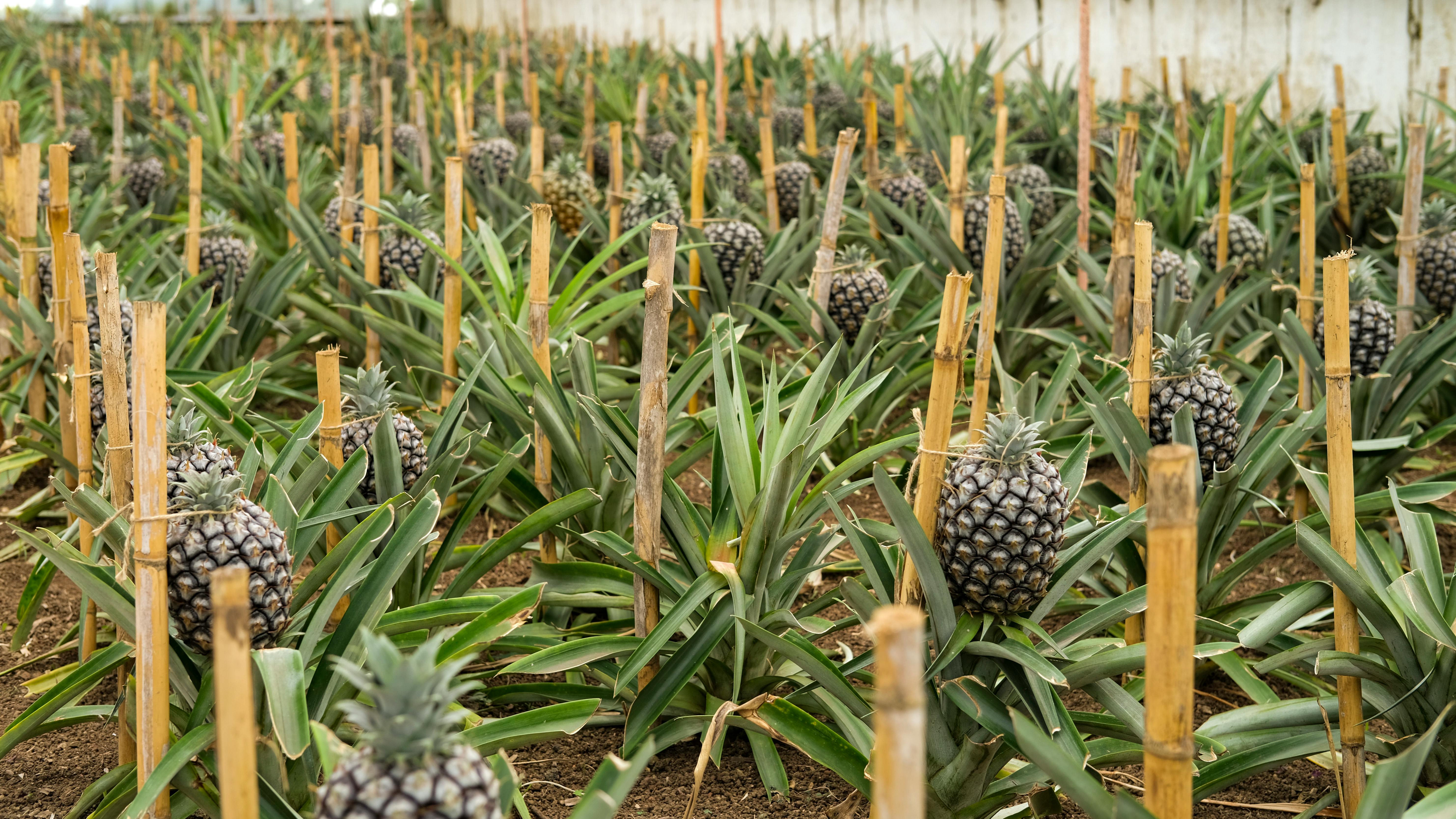 Pineapple Plantation