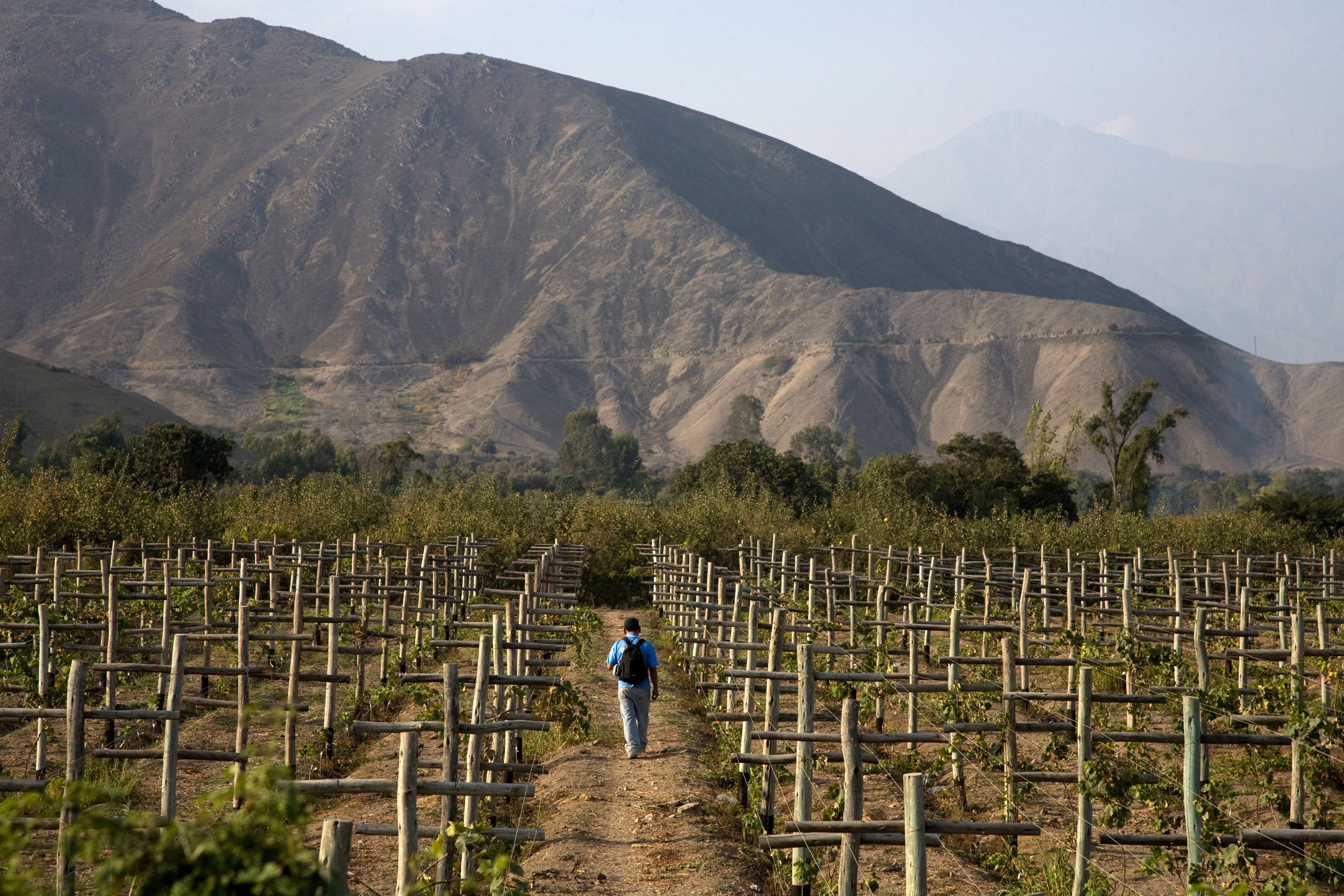 Pisco Vineyards