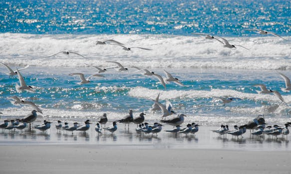 Plages du Mourillon