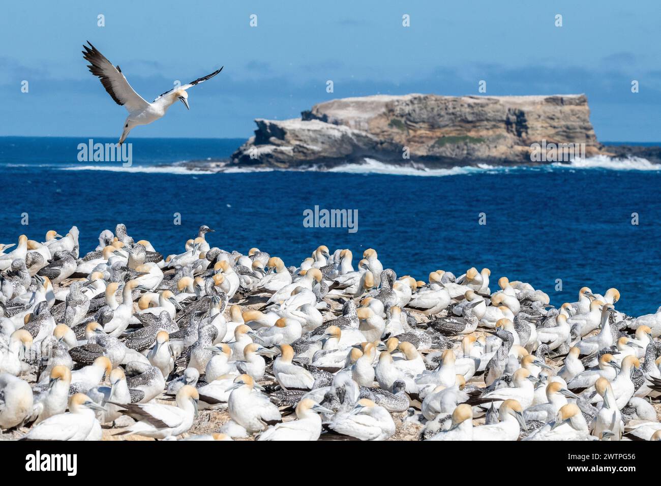 Point Danger Gannet Colony