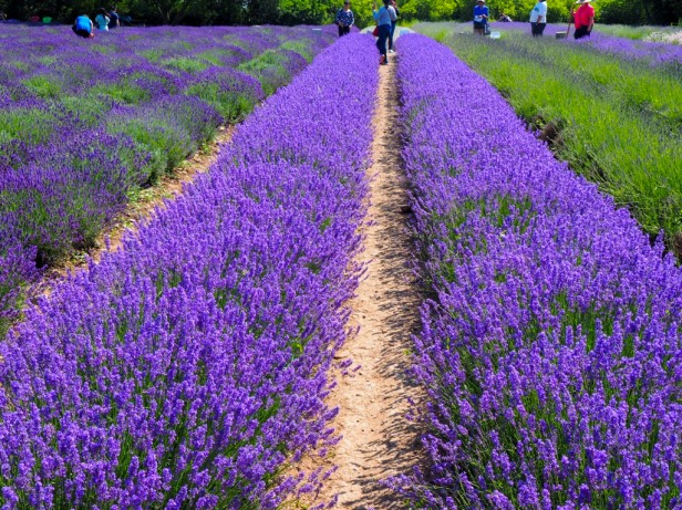 Prince Edward County Lavender