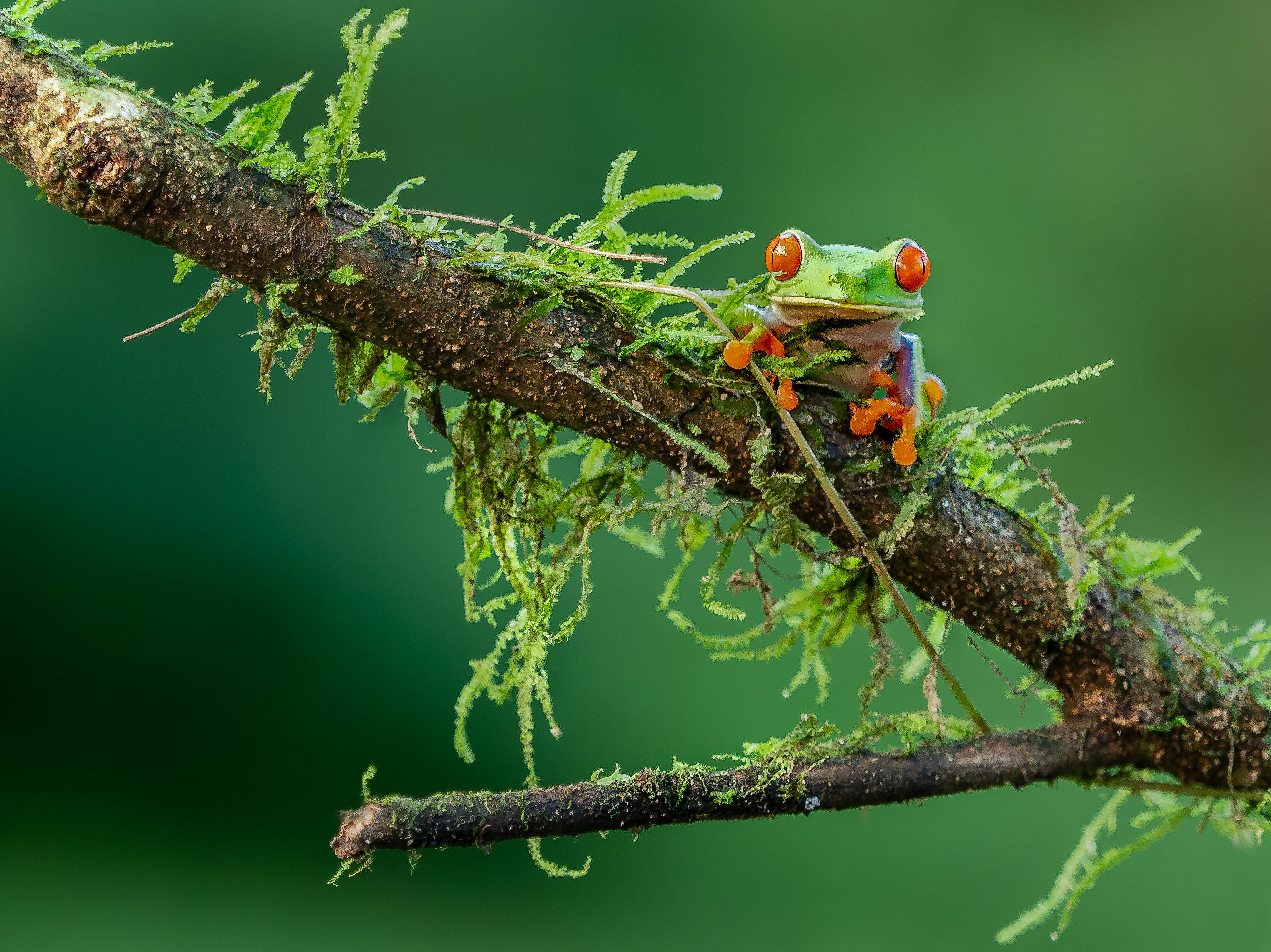 Proyecto Asis Wildlife Rescue Center