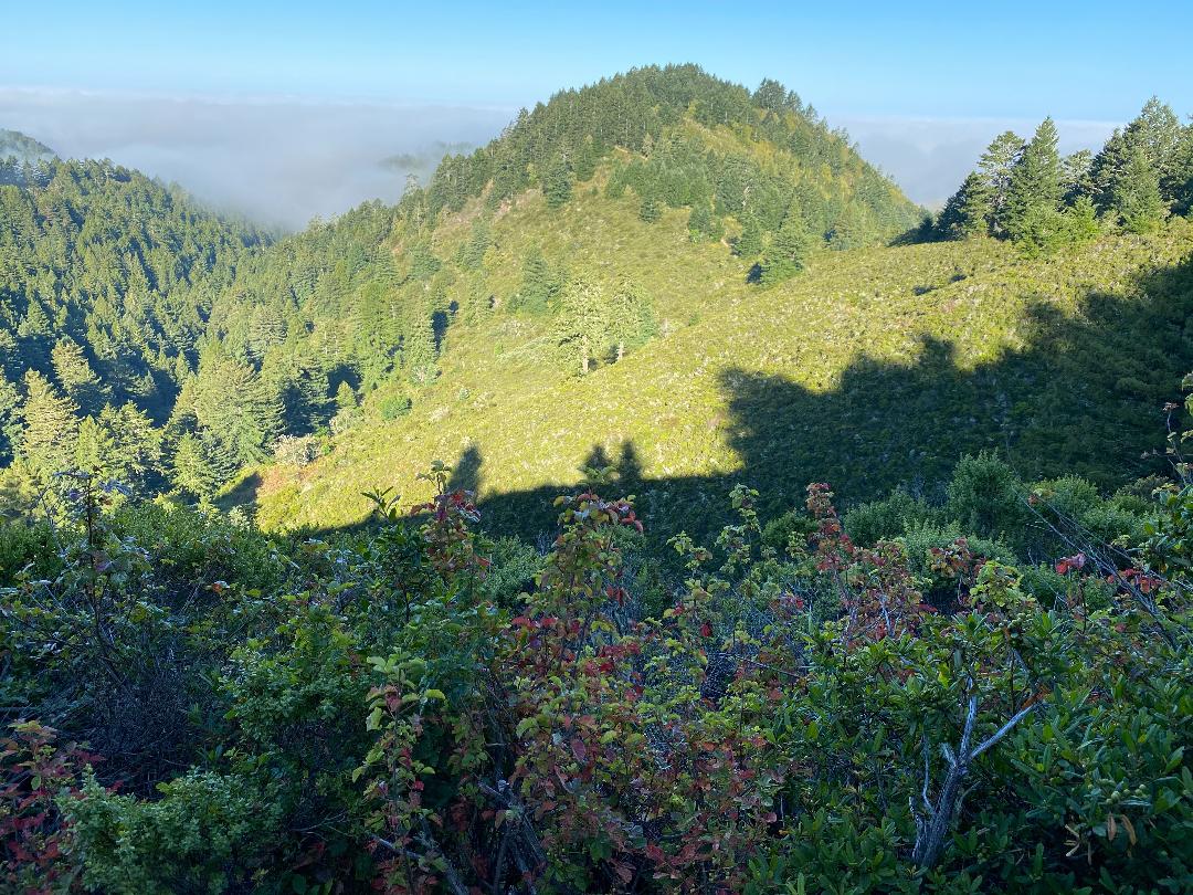 Purisima Creek Redwoods Open Space Preserve