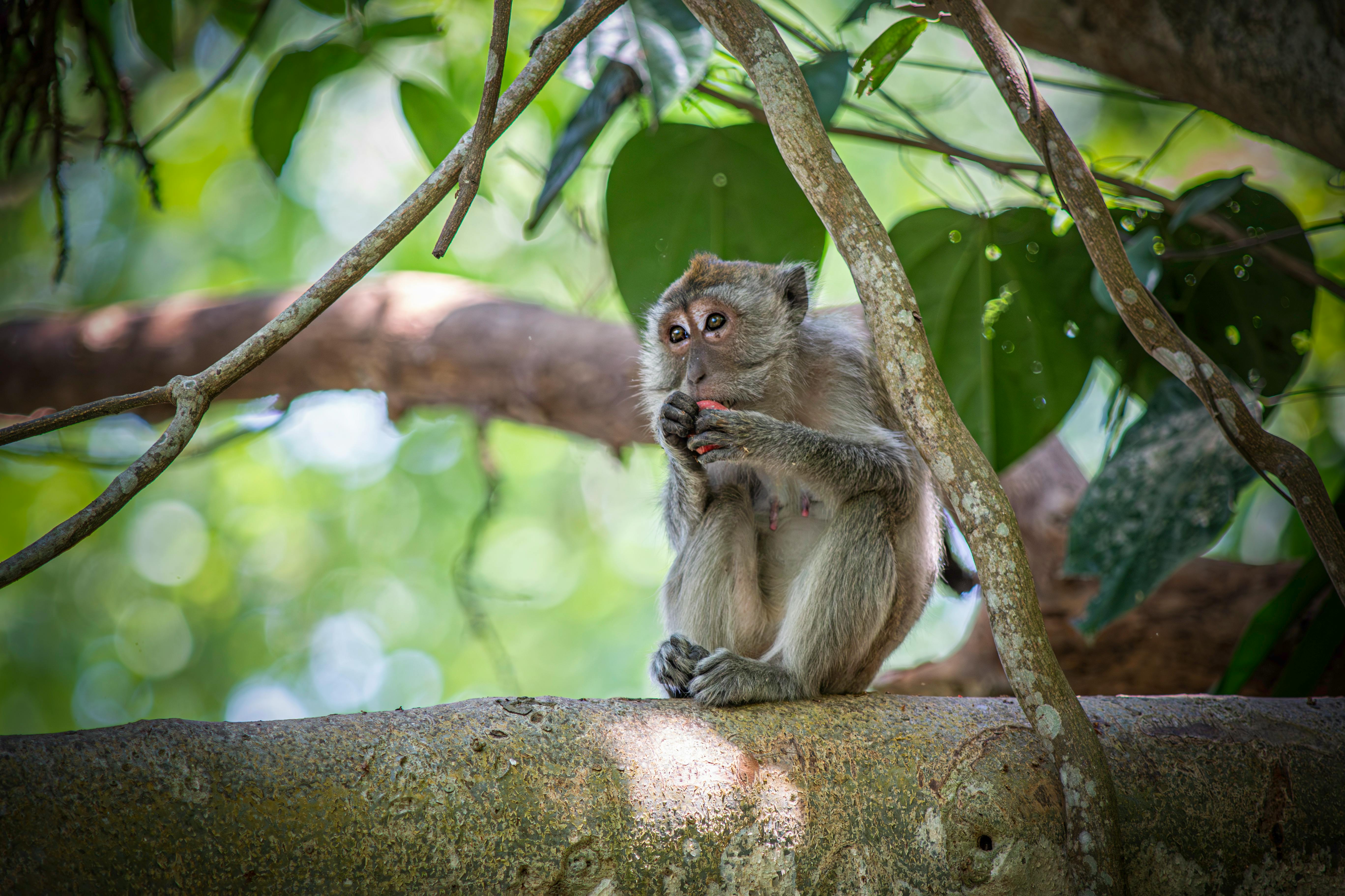 Pusuk Monkey Forest