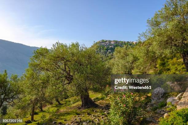 Qeparo Olive Grove