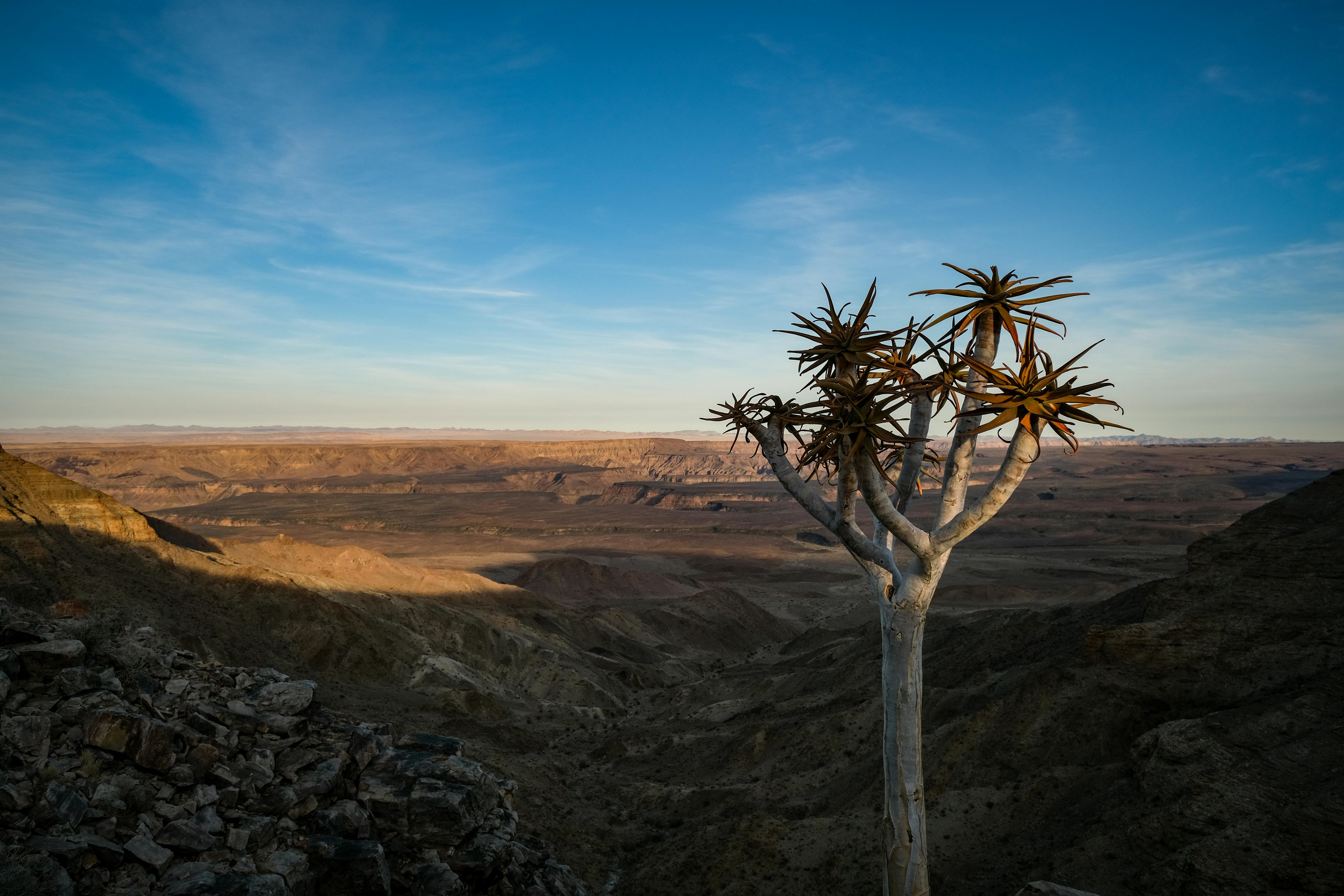 Quiver Tree Forest