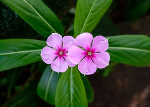 RHS Garden Wisley (near Guildford)