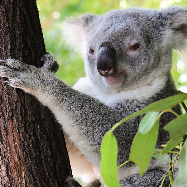 Rainforest Habitat Wildlife Sanctuary