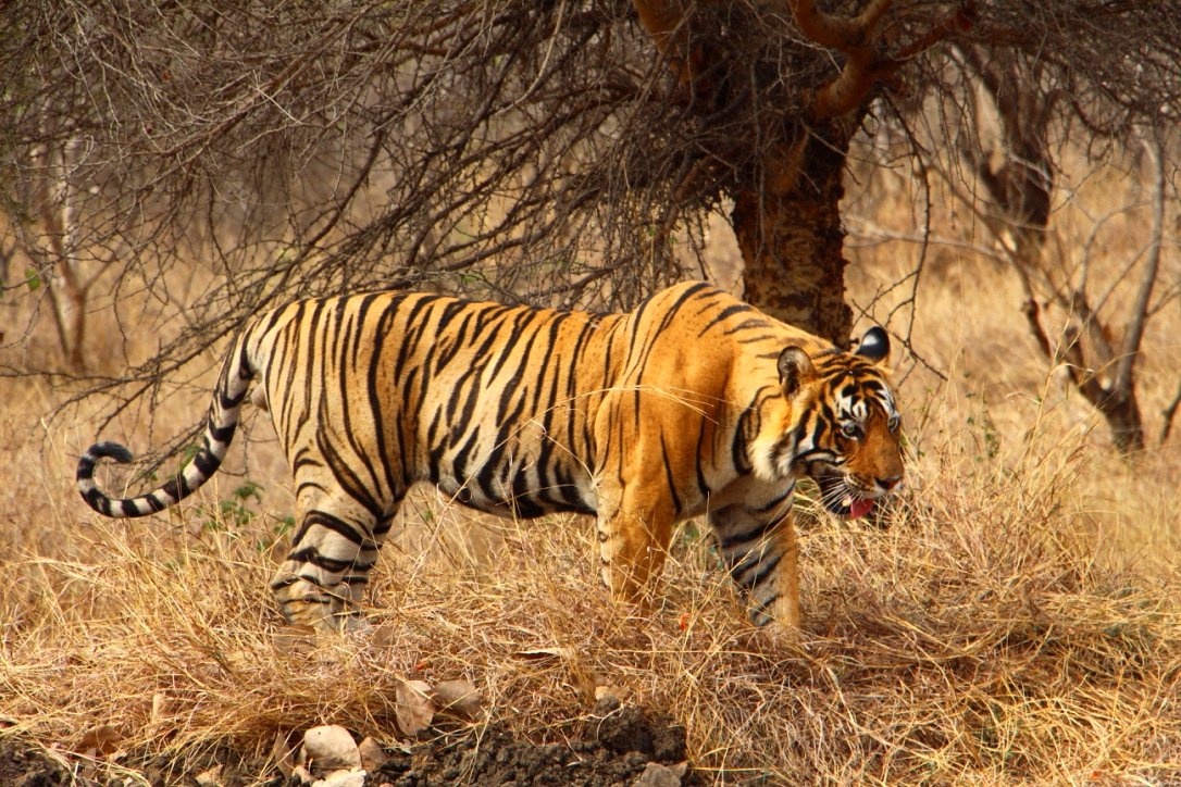 Ranthambore National Park